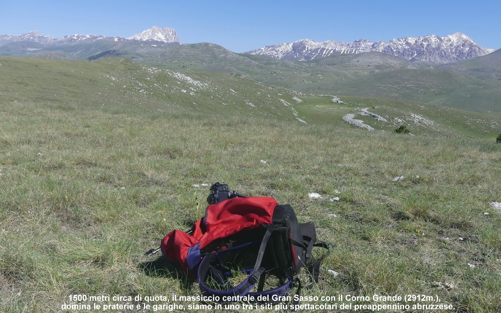 Ophrys promontorii : Abruzzo e Lazio 2019